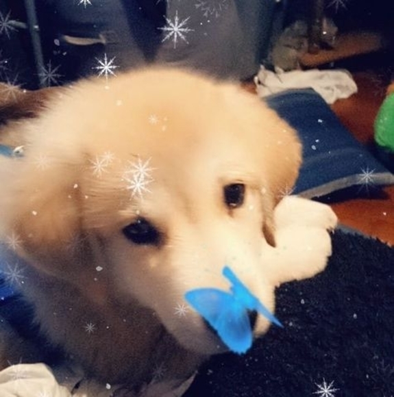 Meet your Posher, Markandrheanna - Picture 1 of 1